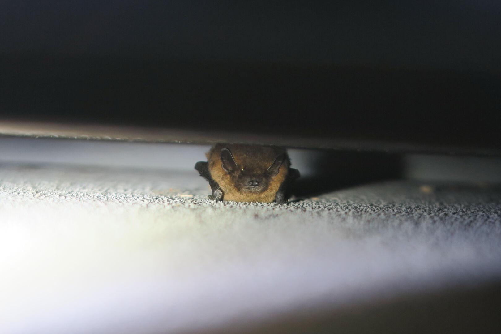 Flora- en faunaonderzoek: hoe voorkom je vertraging op je project?